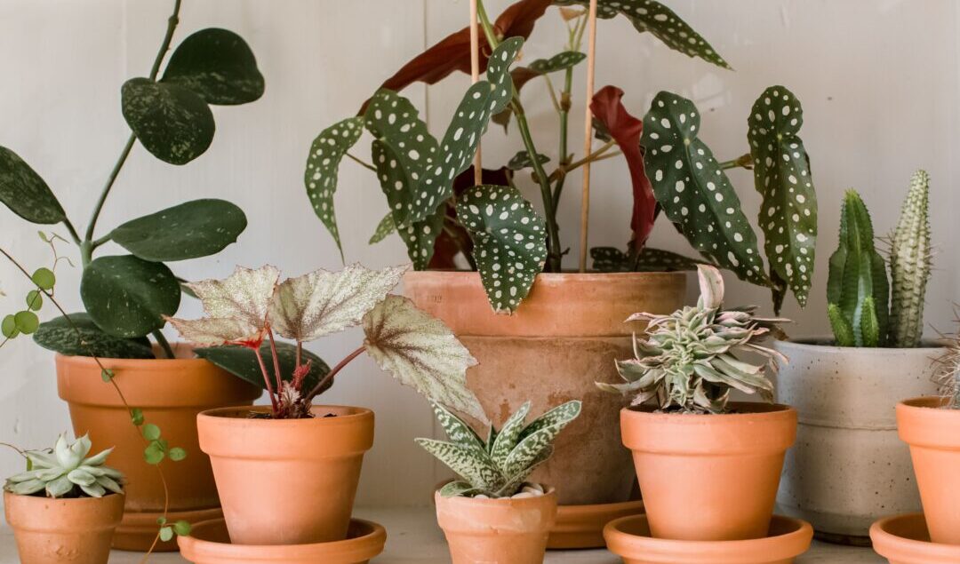 Dekorasi Tanaman Hias