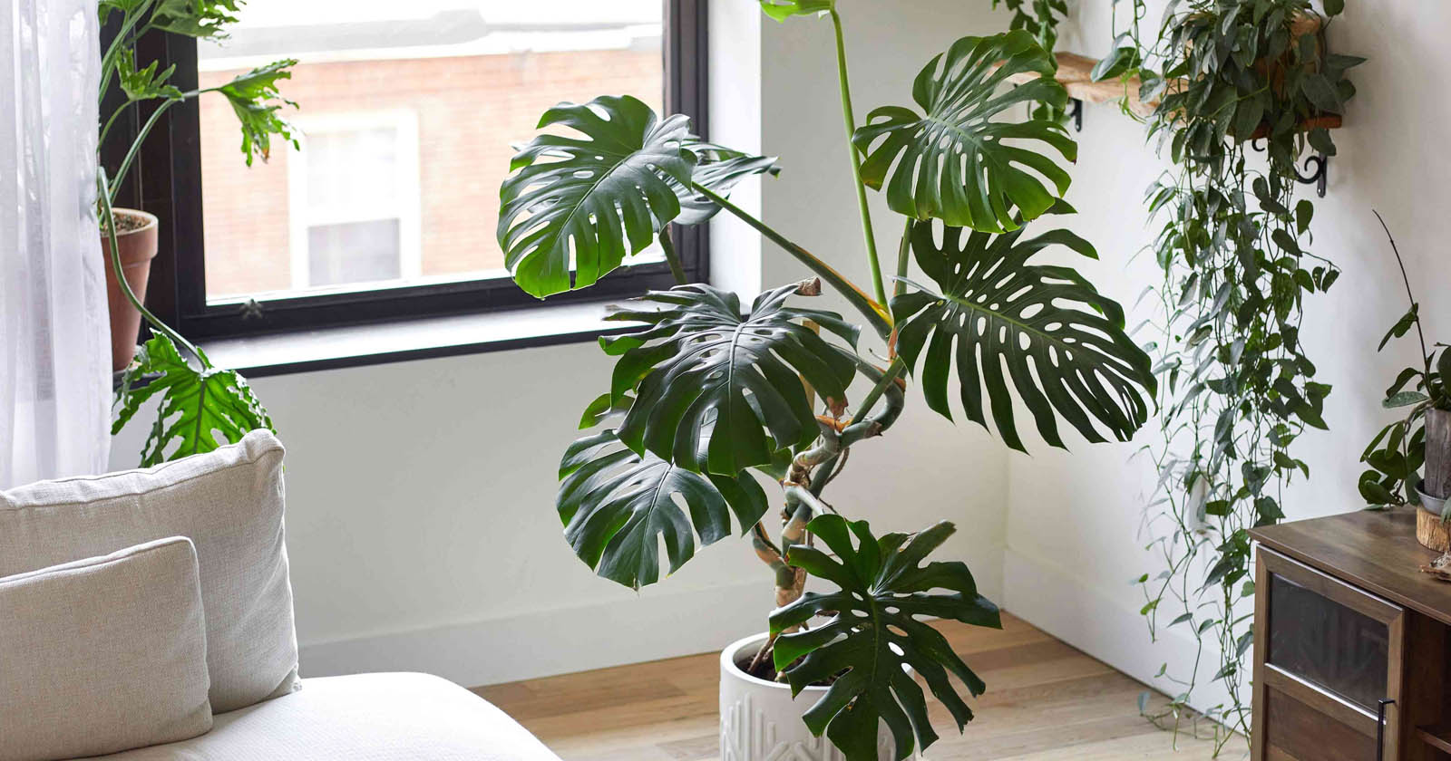 Tanaman Monstera