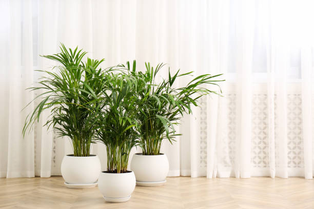 Tanaman Pohon Areca