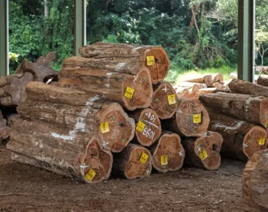 Kayu Jati TPK Perhutani