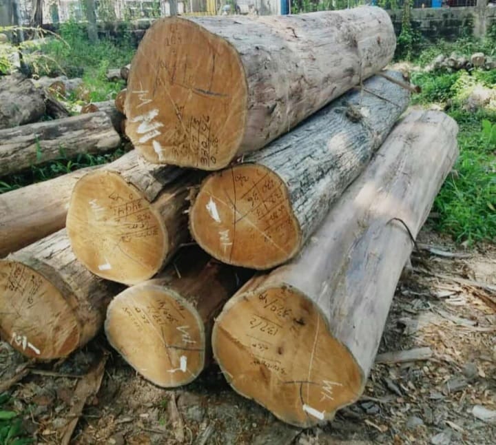 Keunggulan Kayu Jati TPK Perhutani