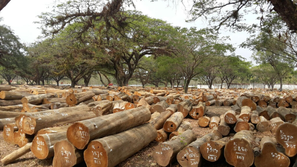 Manfaat Ekologis Kayu Jati TPK Perhutani